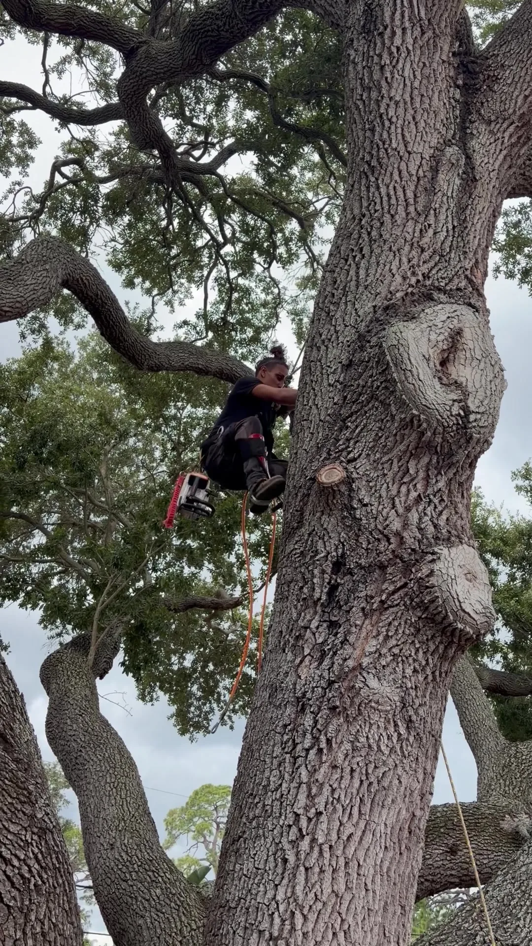 Climber positioned on an oak limb with the rigging line running to the ground crew