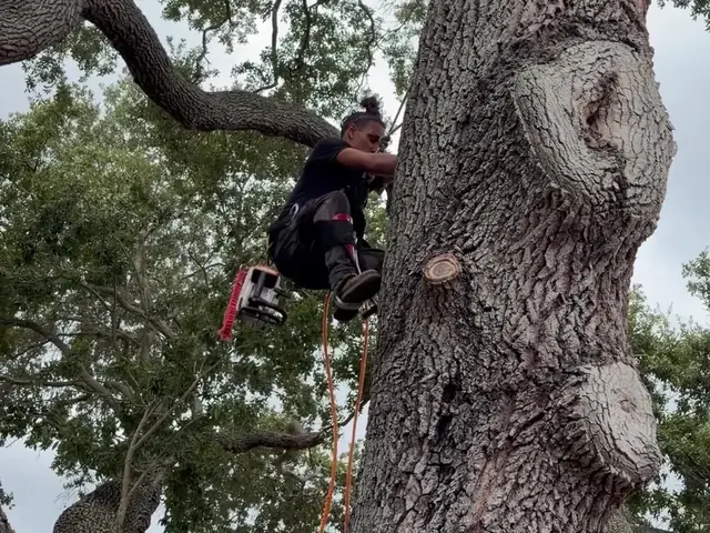 Climber positioned on an oak limb with the rigging line running to the ground crew