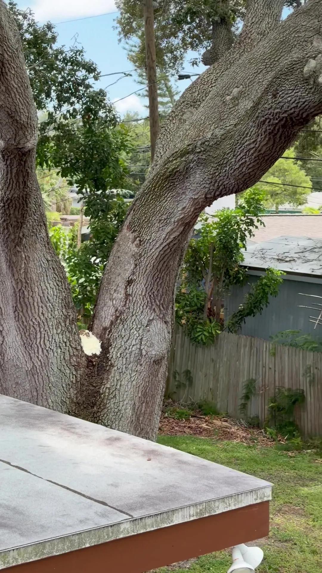 Fresh pruning cuts on the oak trunk where limbs over the roof were removed