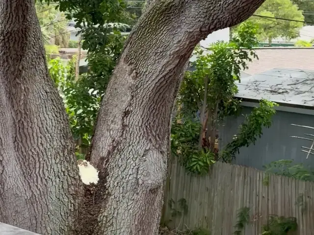Fresh pruning cuts on the oak trunk where limbs over the roof were removed