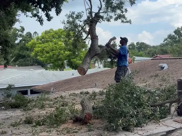 Cut oak limb lowered by rope toward the roof while the crew guides it