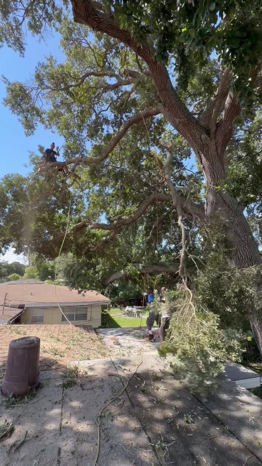 Live oak canopy spreading directly over a house roof before limb removal