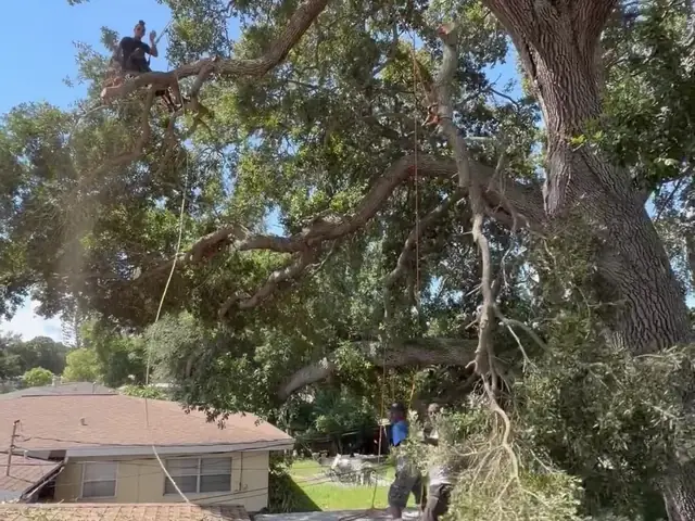 Live oak canopy spreading directly over a house roof before limb removal