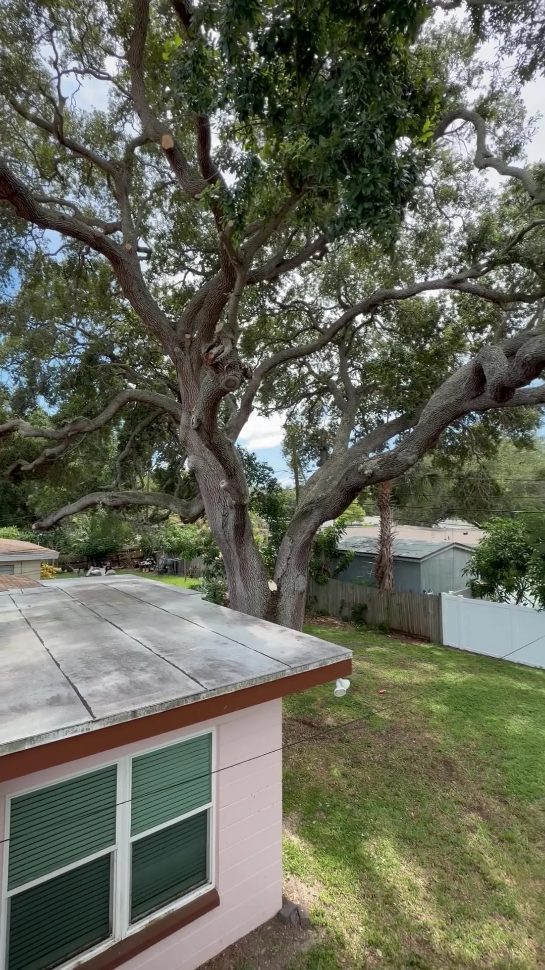 Roof clear of overhanging oak limbs after trimming