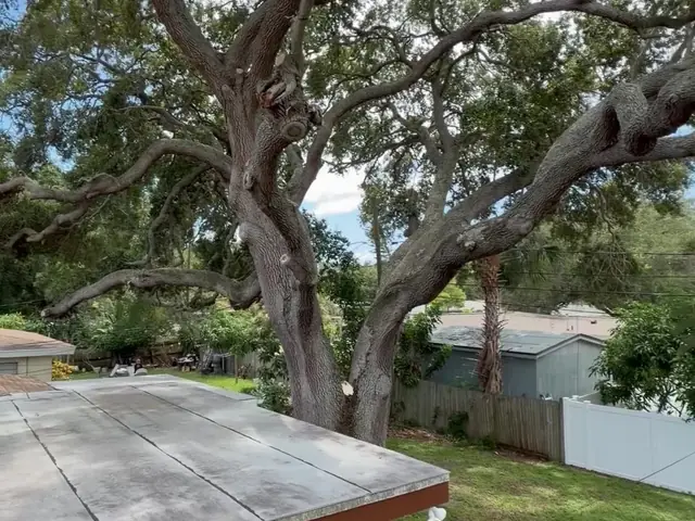 Roof clear of overhanging oak limbs after trimming