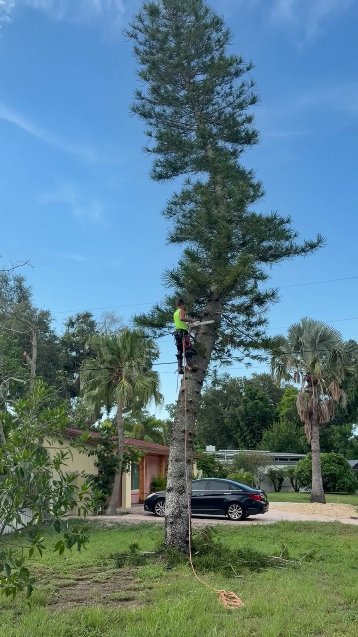 Kirby's Tree Service climber roped into a tall pine, working above two utility lines crossing the yard