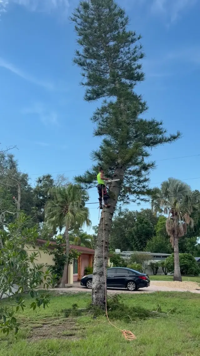 Kirby's Tree Service climber roped into a tall pine, working above two utility lines crossing the yard