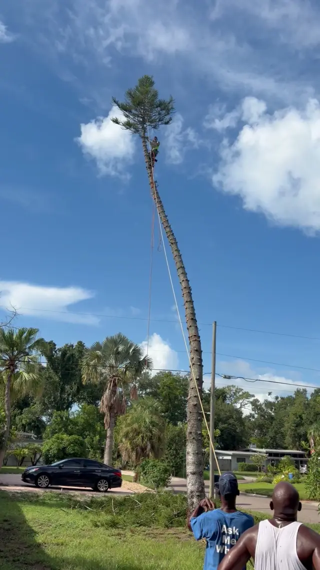 Tall pine standing in a residential yard, climber working near the top with utility lines and a power pole crossing directly below