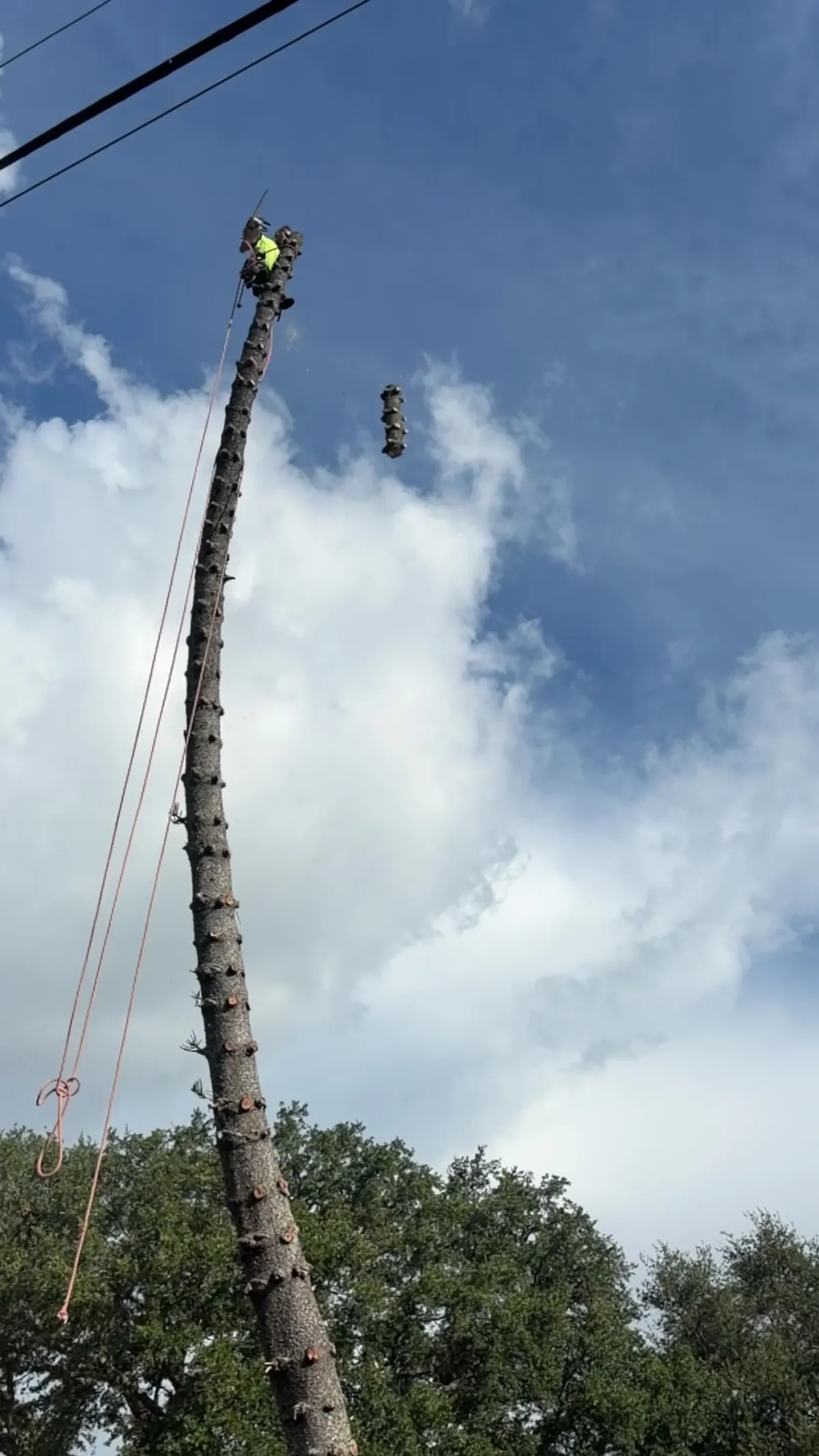 A cut section of trunk descending under rigging control during the sectional takedown
