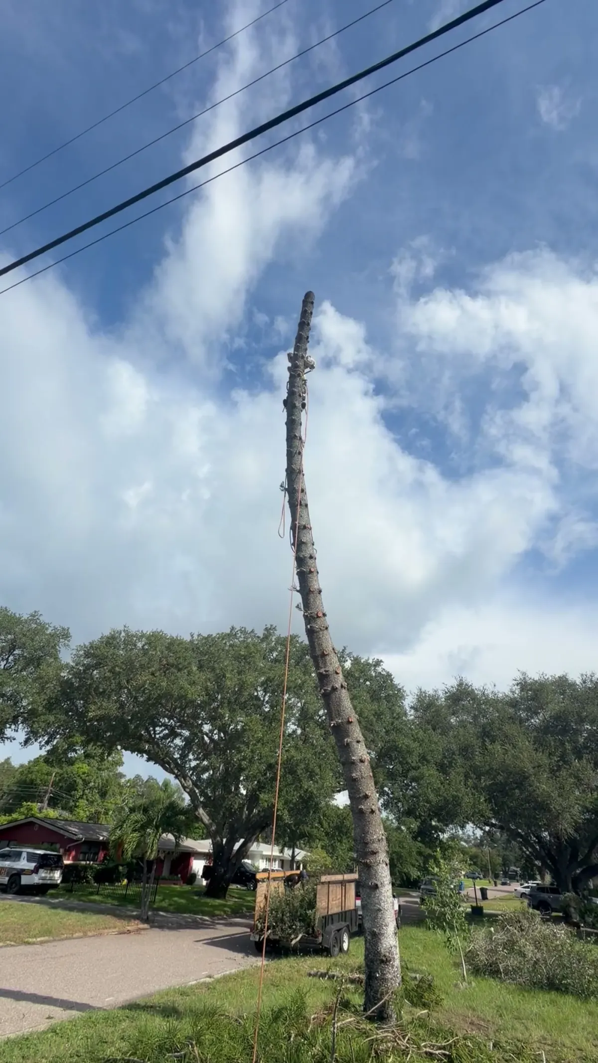 Bare pine spar reduced in sections after canopy removal, utility lines overhead and chip trailer staged below